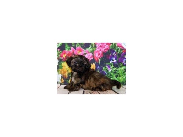 Shih Tzu DOG Male Brindle 19893 Petland Batavia, Illinois