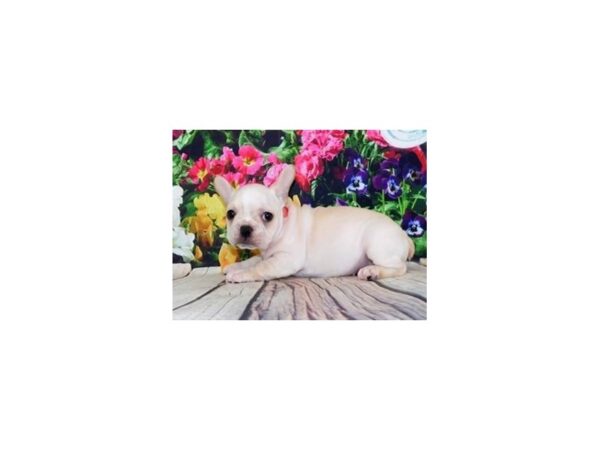 French Bulldog-DOG-Female-Cream-20110-Petland Batavia, Illinois