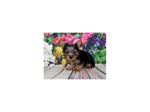 Yorkshire Terrier-DOG-Female-Black / Tan-20113-Petland Batavia, Illinois