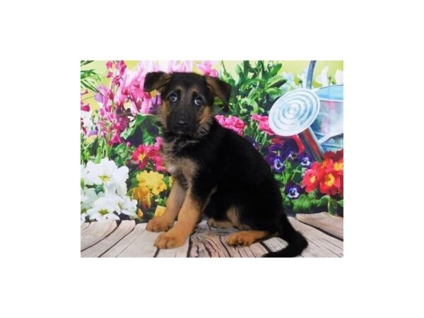 German Shepherd Dog DOG Female Black / Tan 20117 Petland Batavia, Illinois