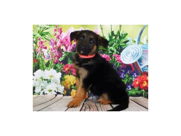 German Shepherd Dog DOG Male Black / Tan 20118 Petland Batavia, Illinois