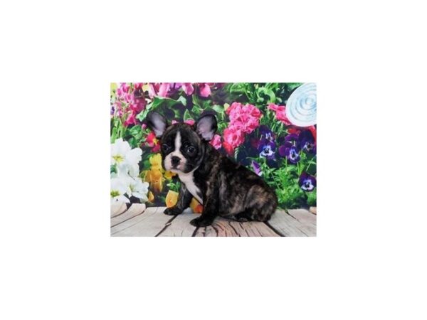 French Bulldog-DOG-Male-Brindle-11979-Petland Batavia, Illinois