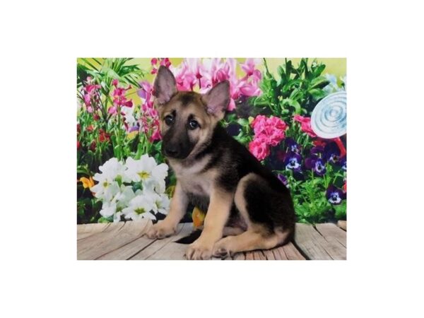 German Shepherd Dog DOG Female Black / Tan 11985 Petland Batavia, Illinois