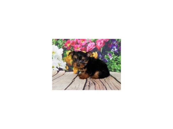 Yorkshire Terrier-DOG-Female-Black / Tan-11981-Petland Batavia, Illinois