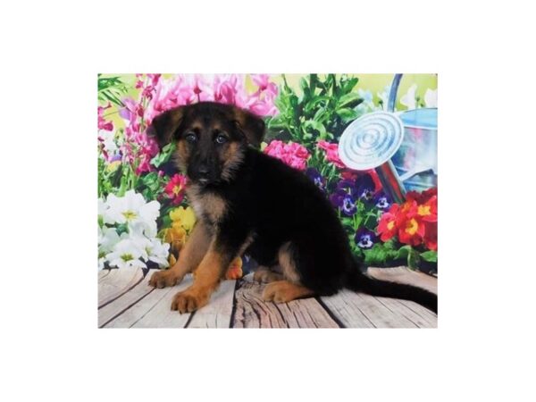 German Shepherd Dog DOG Male Black / Tan 11984 Petland Batavia, Illinois