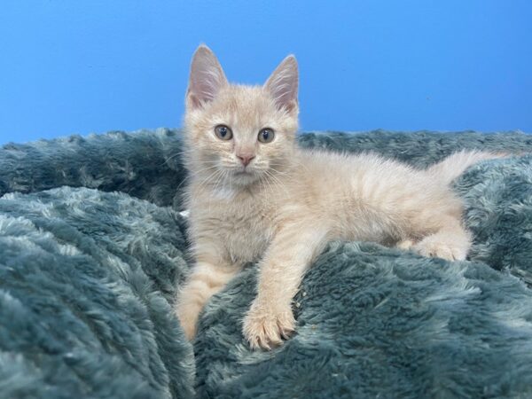 Domestic Short Hair CAT Female Cream Tabby 19866 Petland Batavia, Illinois