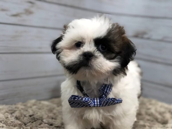 Shih Tzu DOG Male Sable and White 11988 Petland Batavia, Illinois