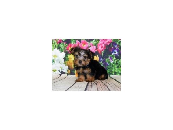 Yorkshire Terrier DOG Female Black & Tan 11995 Petland Batavia, Illinois