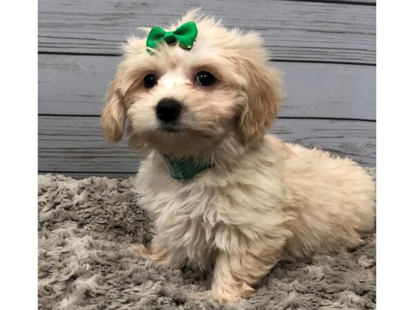 Moxie DOG Female Cream & White 11986 Petland Batavia, Illinois