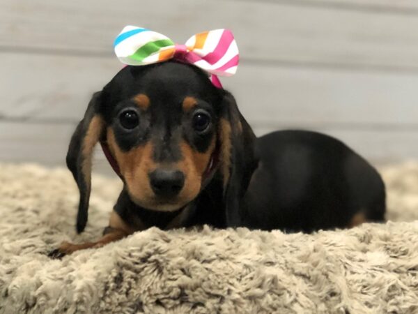 Dachshund DOG Female Black & Tan 11992 Petland Batavia, Illinois