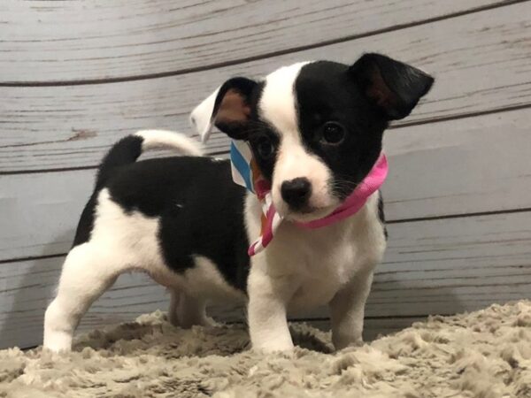 Chihuahua DOG Female Black & White 11994 Petland Batavia, Illinois