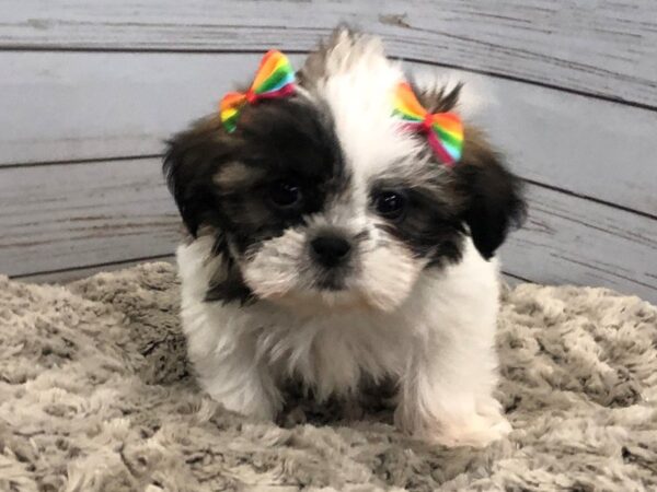 Shih Tzu DOG Female Sable and White 11989 Petland Batavia, Illinois