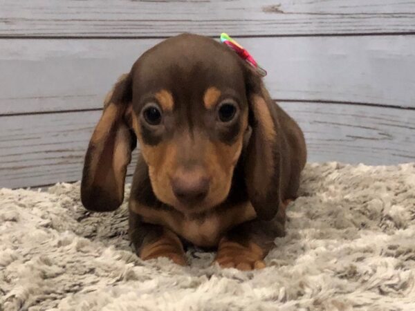 Dachshund DOG Female Chocolate and Tan 11993 Petland Batavia, Illinois