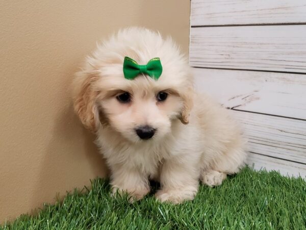 Moxie DOG Female Biscuit, White Markings 20120 Petland Batavia, Illinois