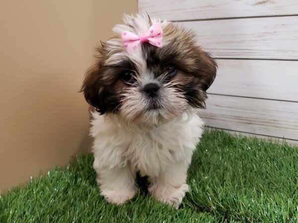 Shih Tzu DOG Female Sable and White 20122 Petland Batavia, Illinois