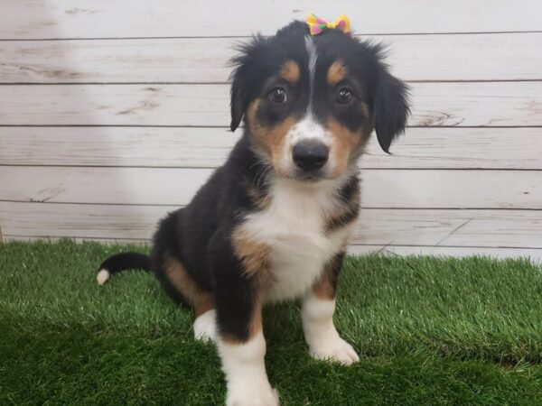 English Shepherd DOG Female Black and Tan, White Markings 20124 Petland Batavia, Illinois