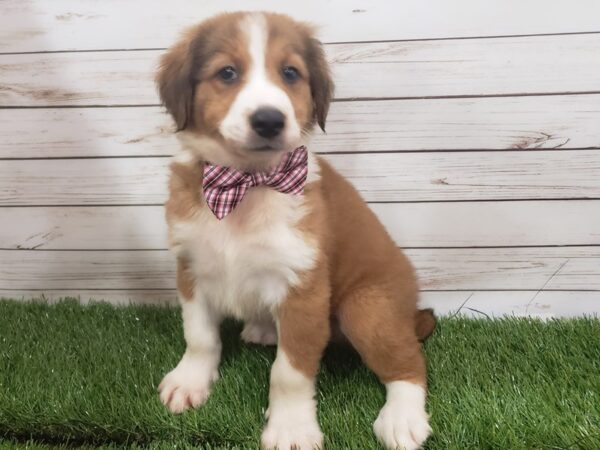 English Shepherd DOG Male Sable and White 20123 Petland Batavia, Illinois