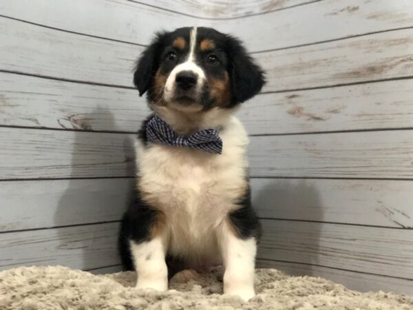 English Shepherd DOG Male Black and Tan, White Markings 11990 Petland Batavia, Illinois