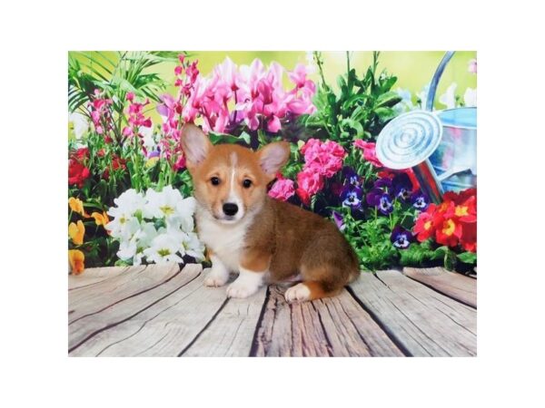 Pembroke Welsh Corgi-DOG-Male-Sable / White-12009-Petland Batavia, Illinois