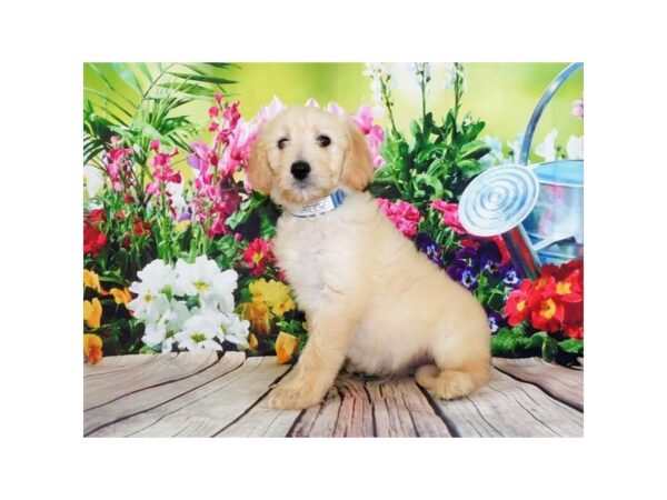 Goldendoodle DOG Female Light Golden 12006 Petland Batavia, Illinois