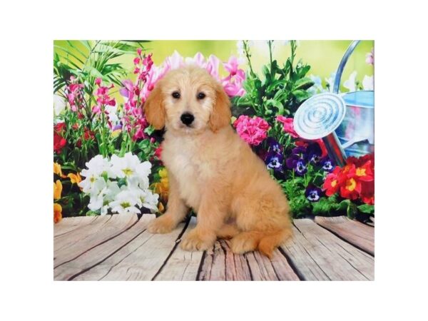 Goldendoodle DOG Male Light Golden 12008 Petland Batavia, Illinois