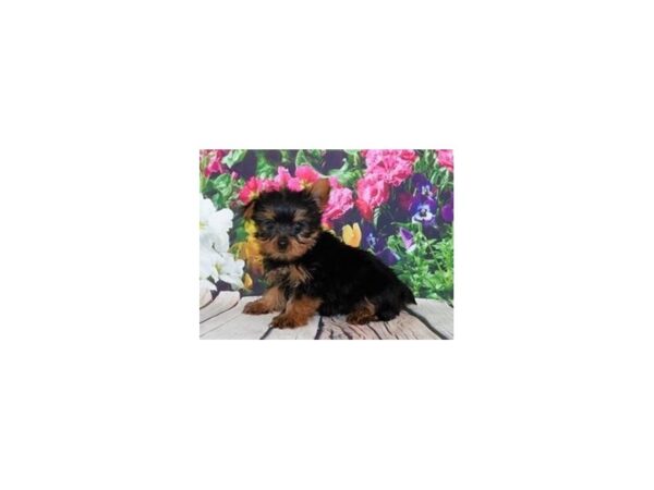 Yorkshire Terrier DOG Male Black / Tan 12000 Petland Batavia, Illinois