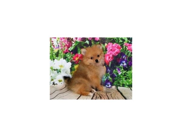 Pomeranian-DOG-Male-Cream Sable-11999-Petland Batavia, Illinois