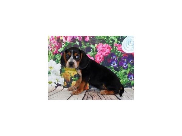 Beagle DOG Male Black Tan / White 11996 Petland Batavia, Illinois
