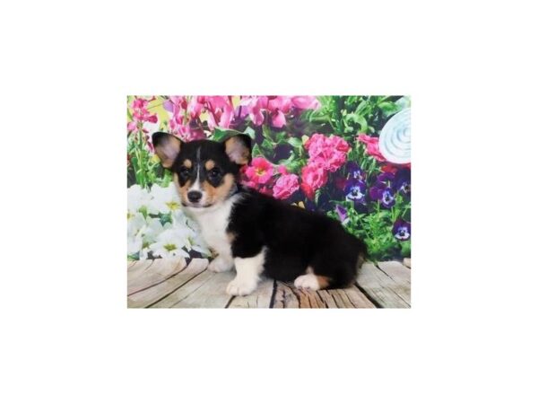 Pembroke Welsh Corgi-DOG-Female-Black White / Tan-11998-Petland Batavia, Illinois