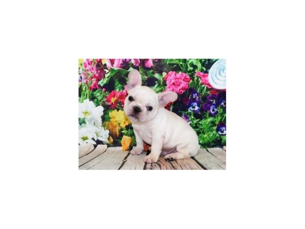 French Bulldog-DOG-Male-Cream-11997-Petland Batavia, Illinois