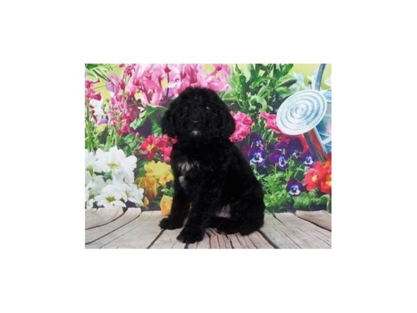 Goldendoodle DOG Male Black 12011 Petland Batavia, Illinois