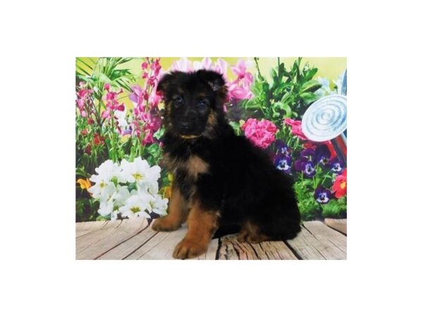 German Shepherd Dog DOG Male Black / Tan 12003 Petland Batavia, Illinois