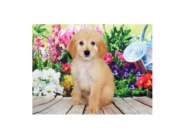 Goldendoodle DOG Male Apricot 20143 Petland Batavia, Illinois