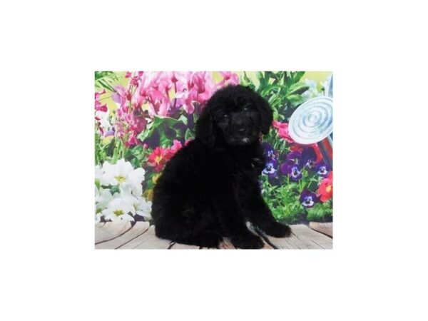 Goldendoodle DOG Female Black 20142 Petland Batavia, Illinois