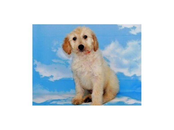 Goldendoodle DOG Male Light Golden 20140 Petland Batavia, Illinois