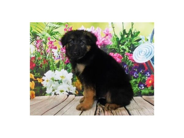 German Shepherd Dog DOG Male Black / Tan 20139 Petland Batavia, Illinois