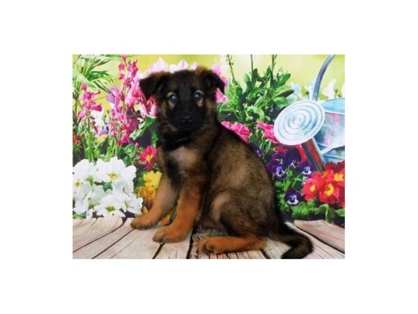 German Shepherd Dog DOG Female Sable 20138 Petland Batavia, Illinois