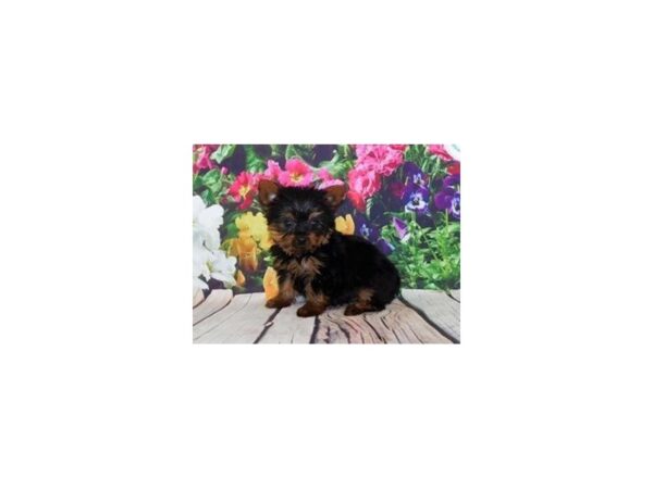 Yorkshire Terrier-DOG-Male-Black / Tan-20136-Petland Batavia, Illinois