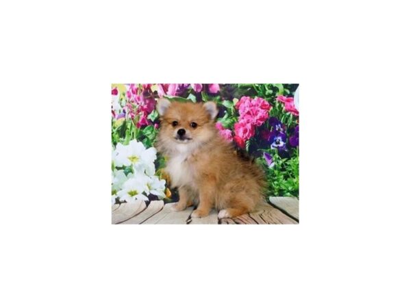 Pomeranian DOG Male Orange Sable 20134 Petland Batavia, Illinois