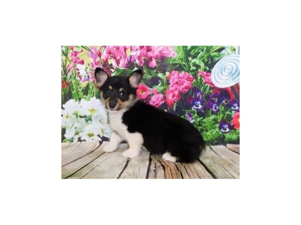 Pembroke Welsh Corgi DOG Female Black White / Tan 20133 Petland Batavia, Illinois