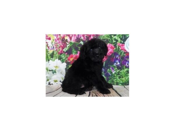 Goldendoodle DOG Male Black 19912 Petland Batavia, Illinois