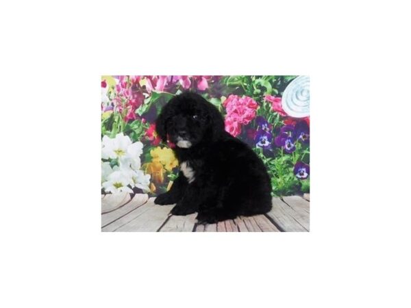 Goldendoodle DOG Female Black 19908 Petland Batavia, Illinois