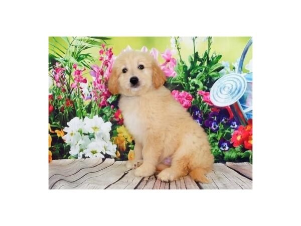 Goldendoodle-DOG-Male-Light Golden-19915-Petland Batavia, Illinois