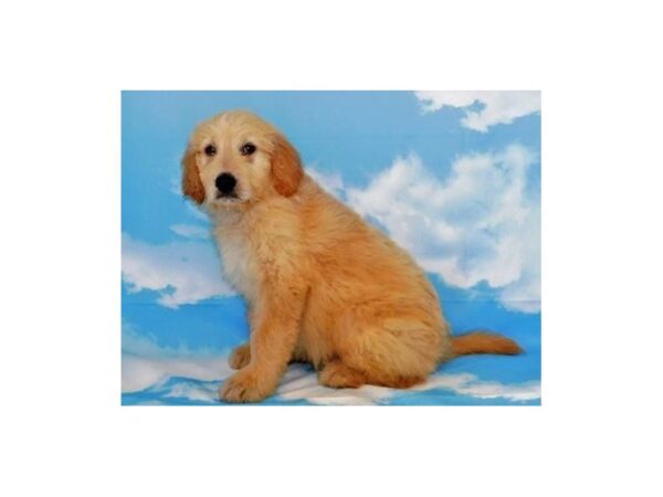 Goldendoodle DOG Male Light Golden 19914 Petland Batavia, Illinois