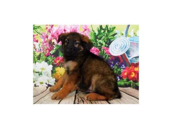 German Shepherd Dog DOG Male Sable 19913 Petland Batavia, Illinois