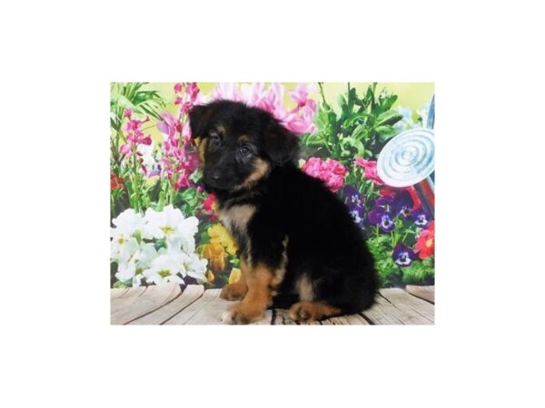 German Shepherd Dog DOG Female Black / Tan 12010 Petland Batavia, Illinois