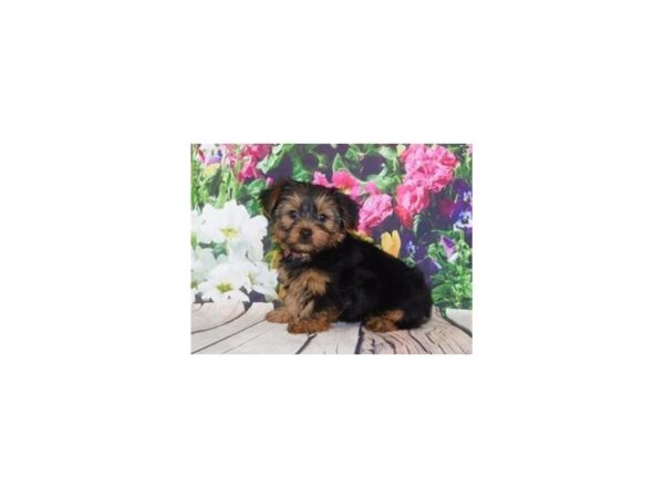 Yorkshire Terrier DOG Male Black / Tan 19910 Petland Batavia, Illinois