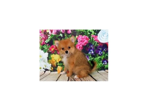 Pomeranian DOG Male Orange Sable 19909 Petland Batavia, Illinois