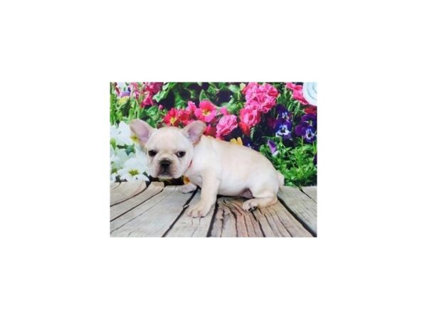 French Bulldog DOG Female Cream 19906 Petland Batavia, Illinois