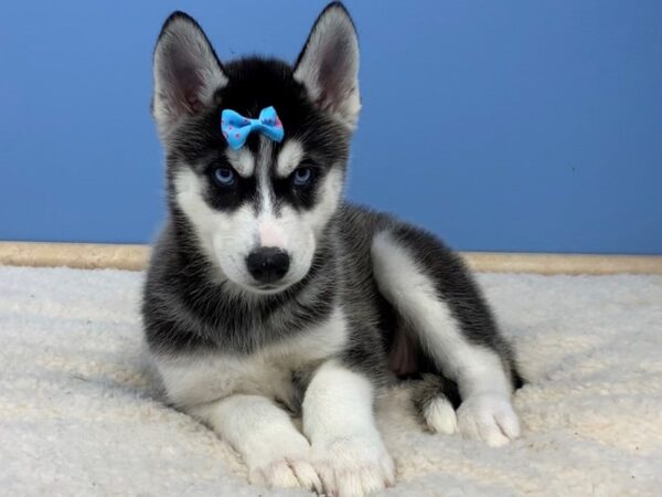 Siberian Husky DOG Female Bkack & White 19900 Petland Batavia, Illinois